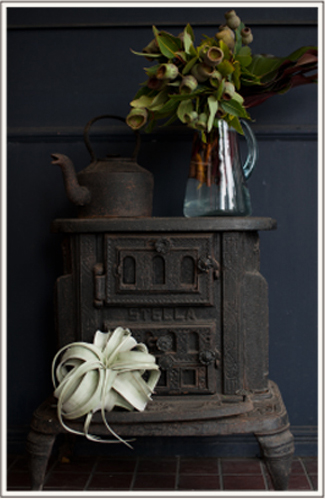 ありのままで美しい植物たち