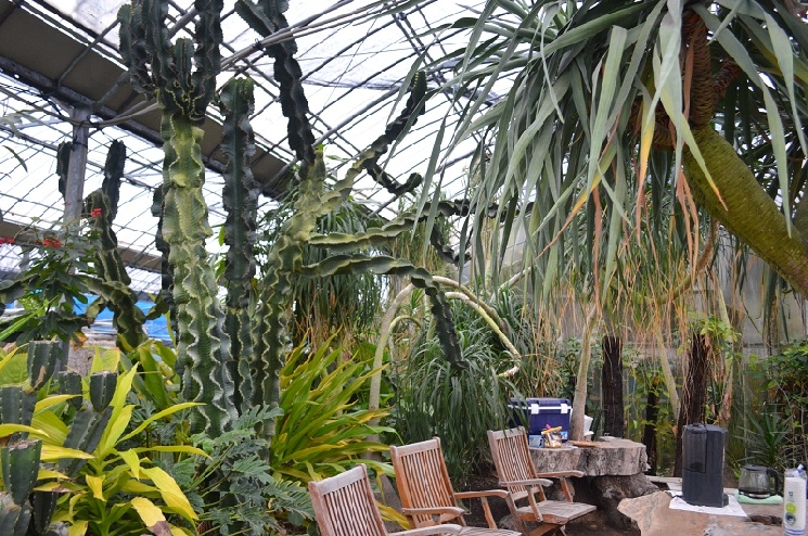 指宿の観葉植物たち