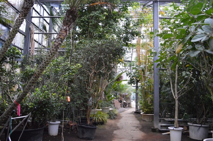 指宿の観葉植物たち