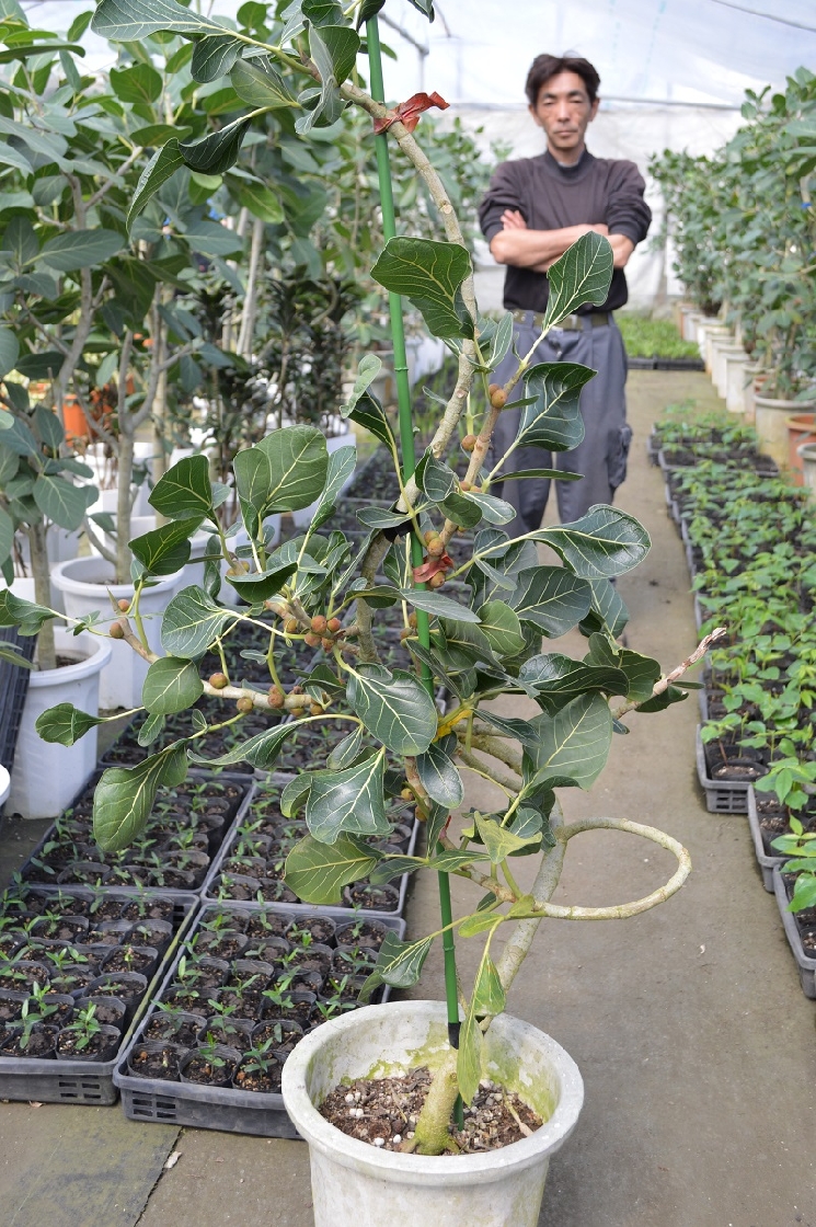 指宿の植物たち