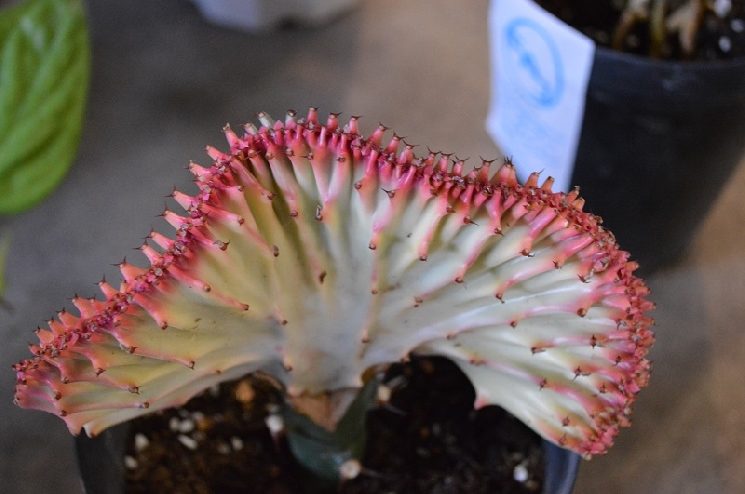 指宿の観葉植物たち