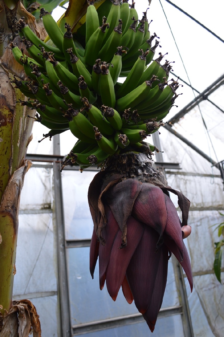 指宿の観葉植物たち