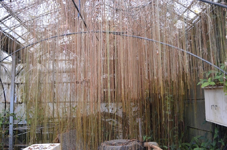 指宿の観葉植物たち
