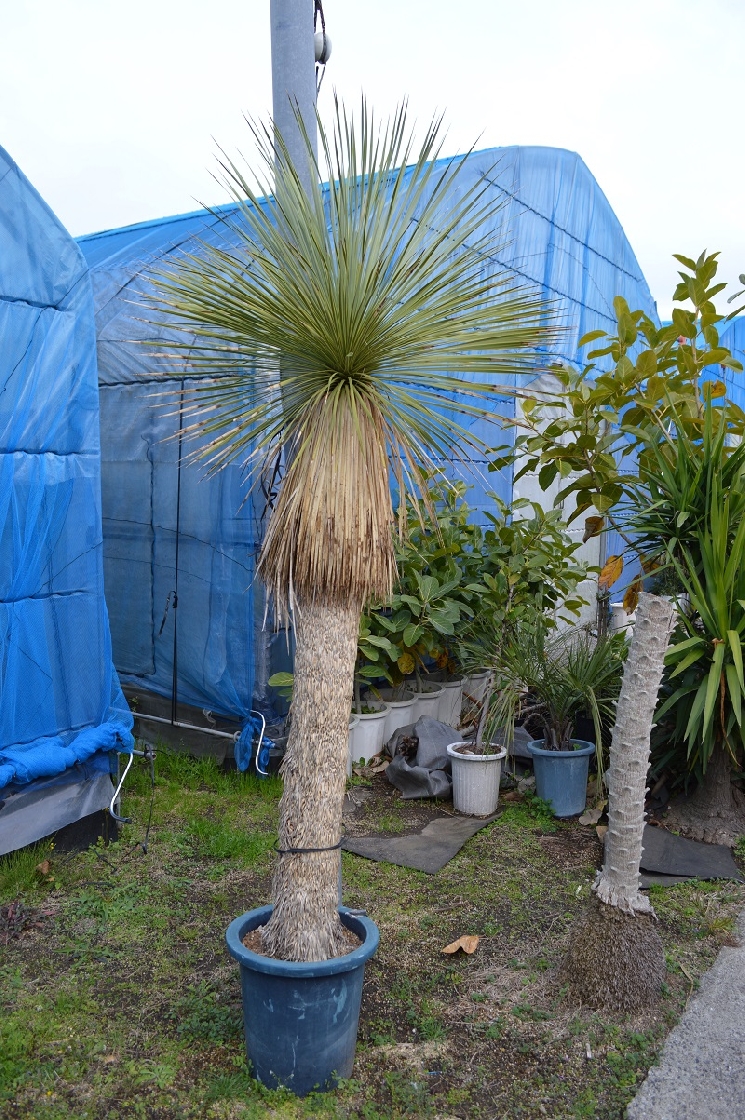 指宿の観葉植物たち