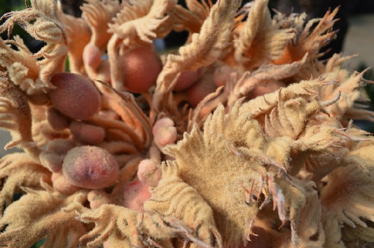 指宿の観葉植物たち