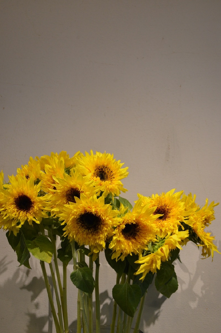 向日葵　「ゴッホ」