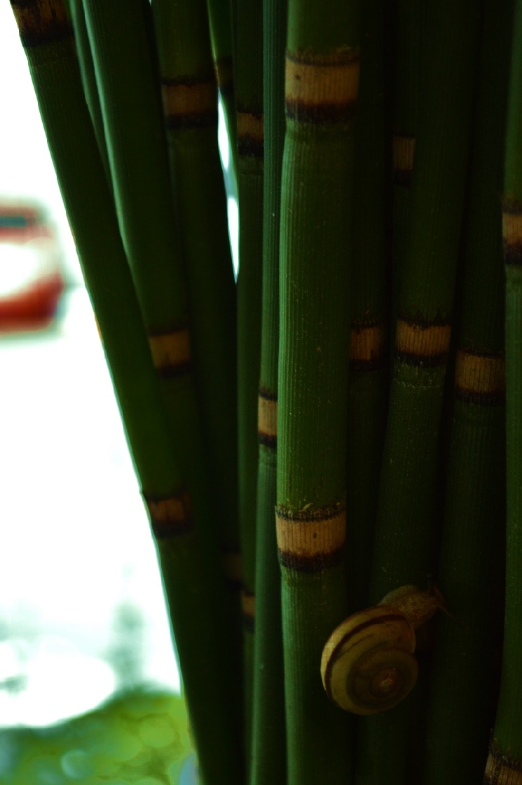 ボン・キュッ・盆