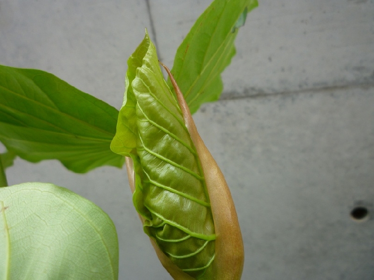 ビールのお伴に。