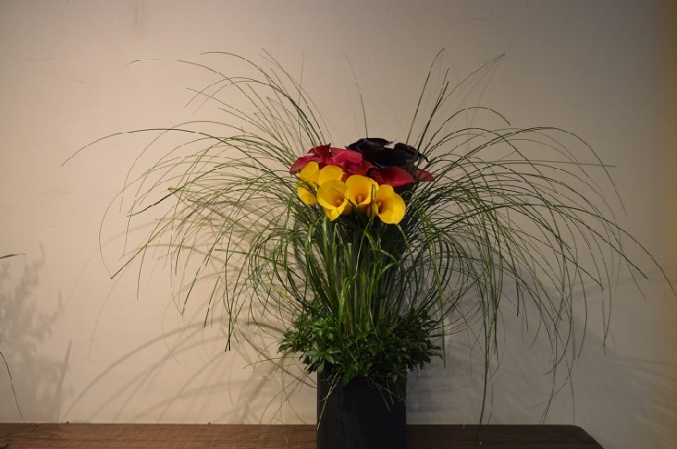 Ｃａｌｌａ／カラー