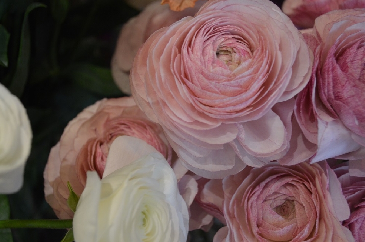 花屋はもう春です。