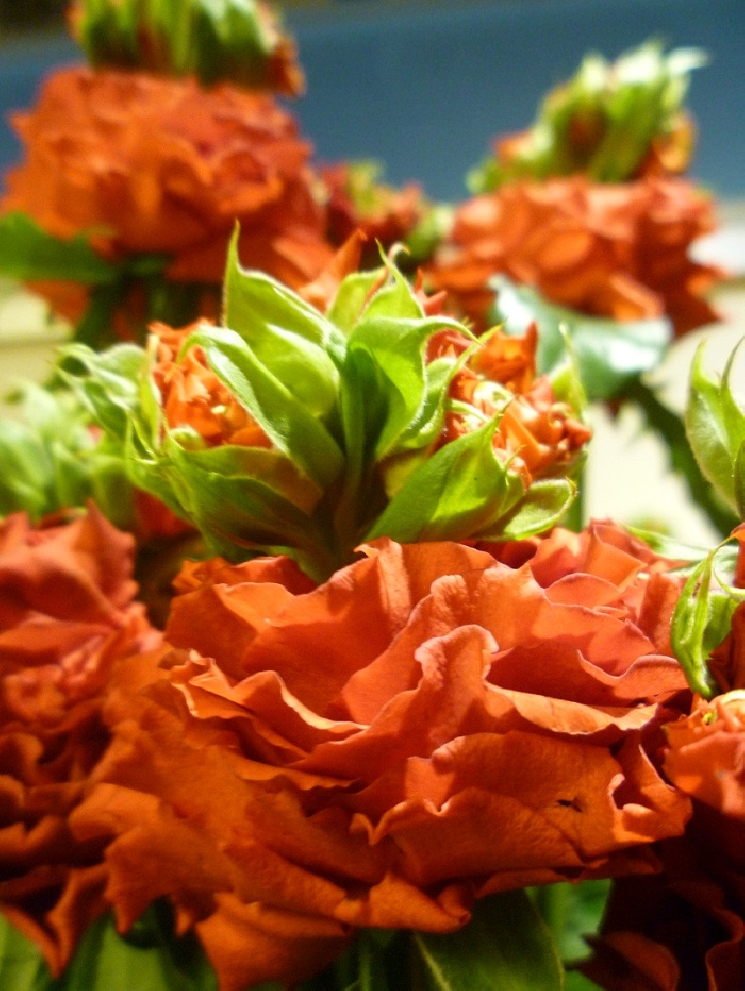 薔薇からバラからグリーン！？