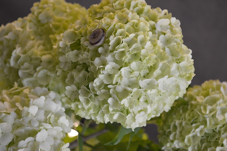 かたつむりなきせつ。