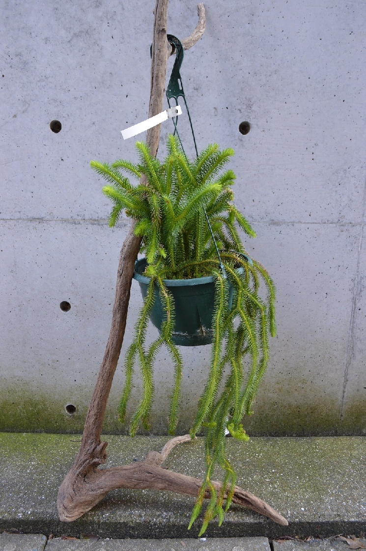オシャレな植物たち