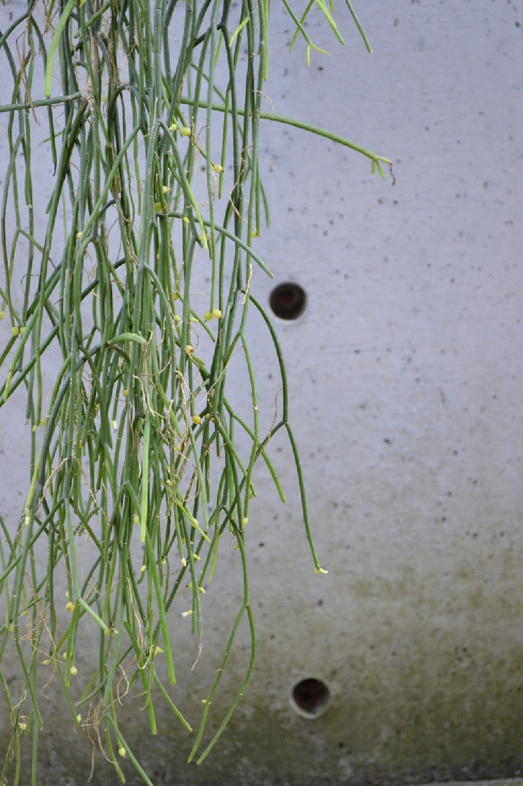 オシャレな植物たち