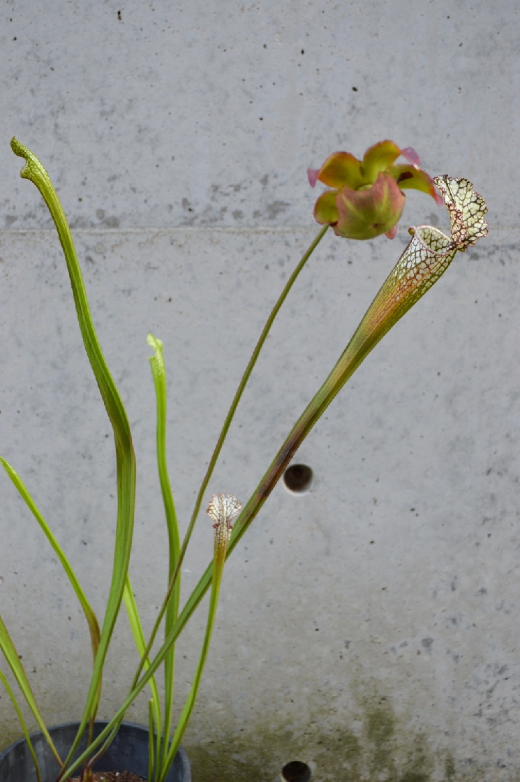 オシャレな植物たち
