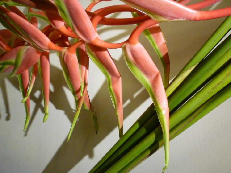 Hericonia / ヘリコニア