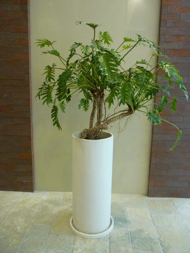 おかげさまで筋肉痛。