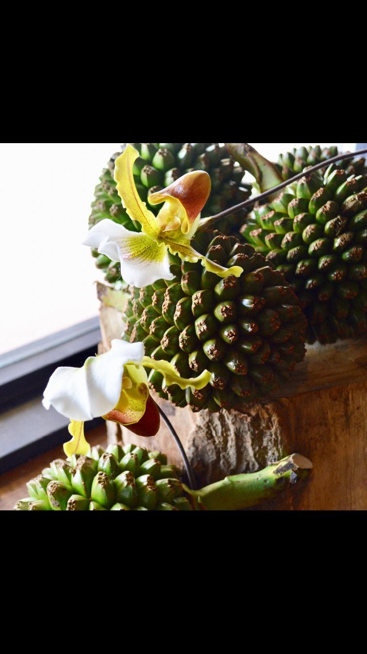 パフィオ様とアダン様