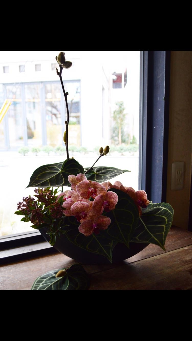 シロシマウチワ