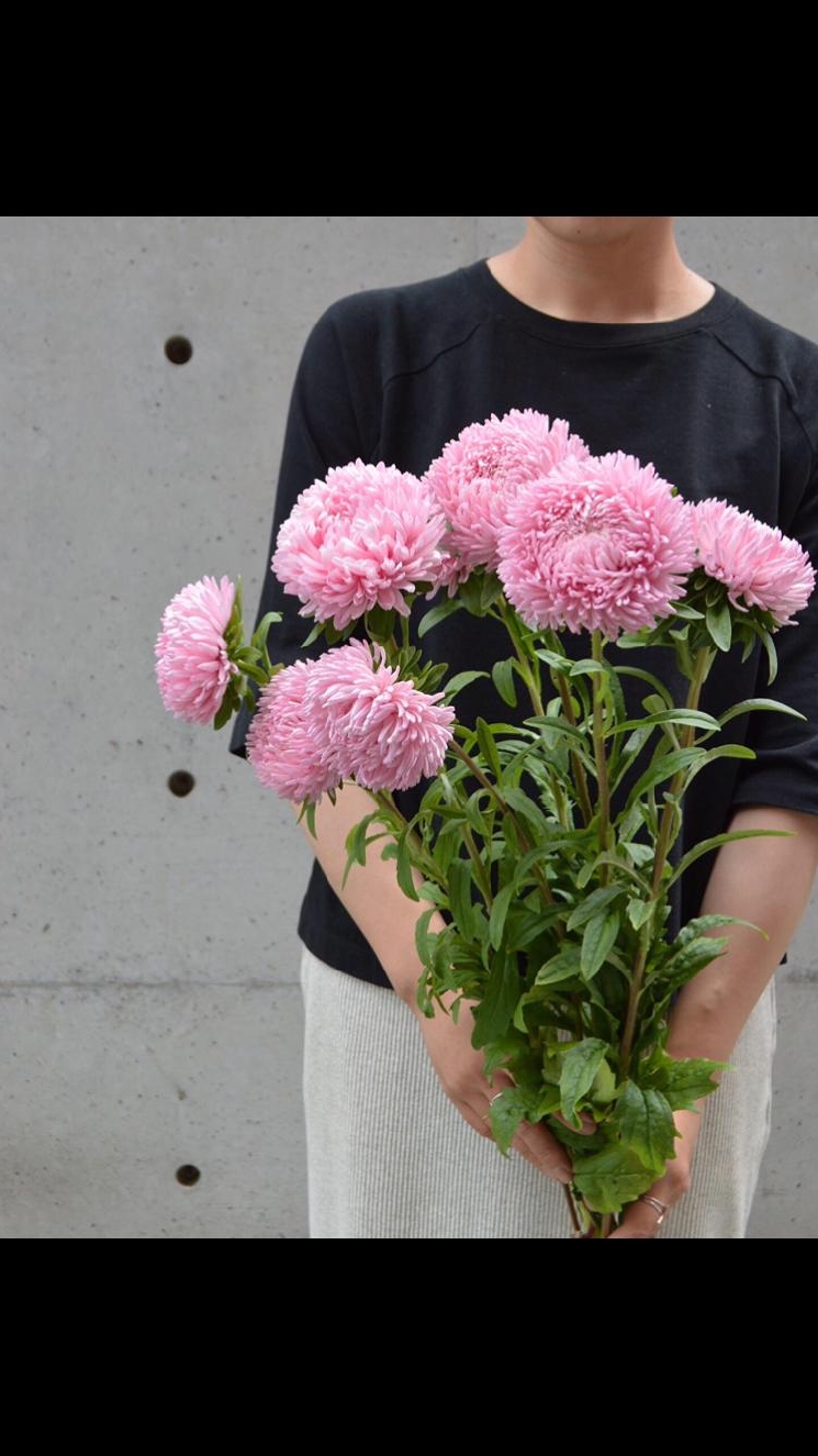 アスターボブピンキー