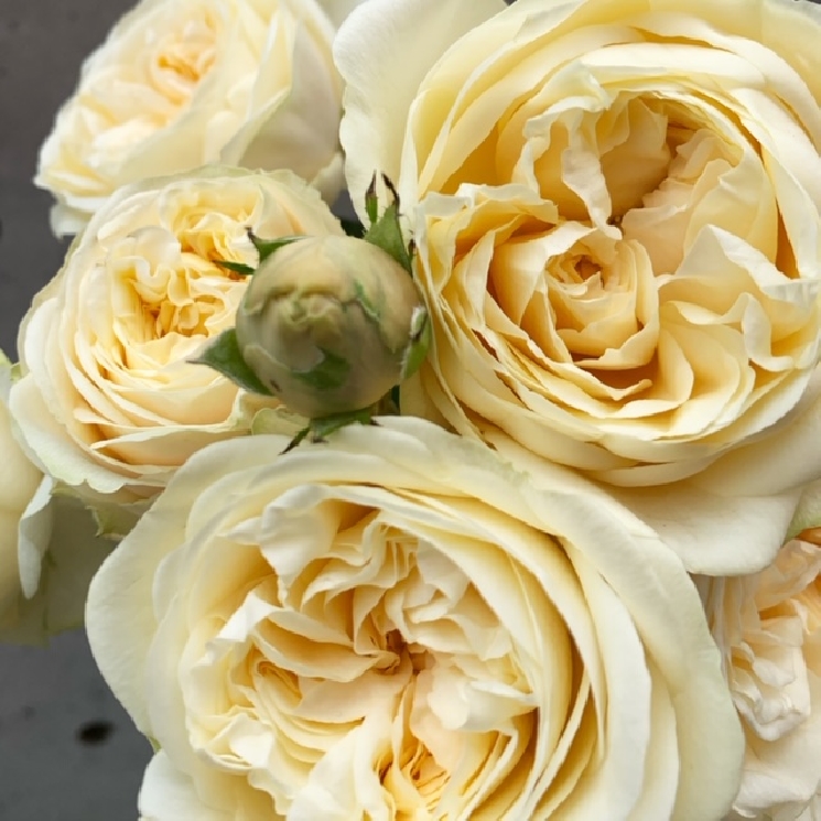 花匠からお知らせ