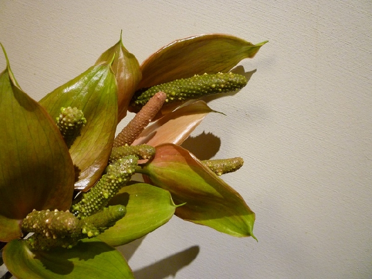 Ａｎｔｈｕｒｉｕｍ／アンスリューム