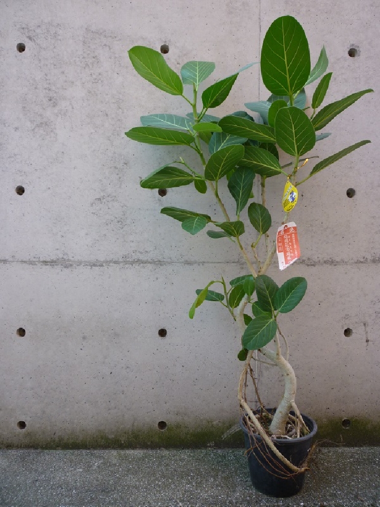 ベンガレンシス