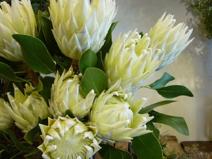 Ｋｉｎｇ　ｐｒｏｔｅａ