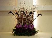 Display[ディスプレイ]